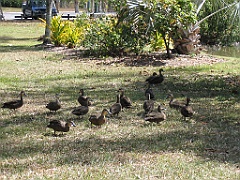 CairnsTC067 Centenary Lakes